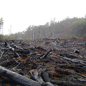 deforested forest