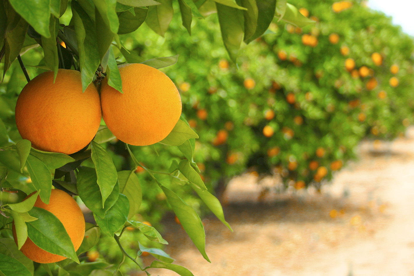 orange trees