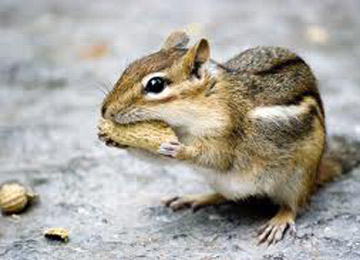 squirrel with nut in mouth