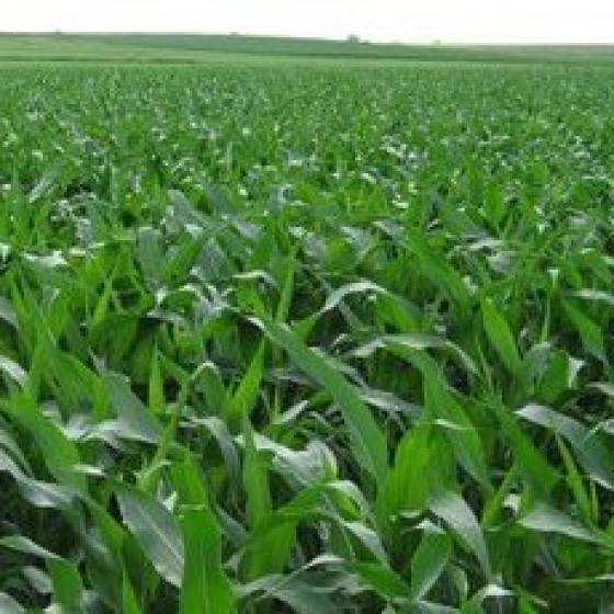 cornfield