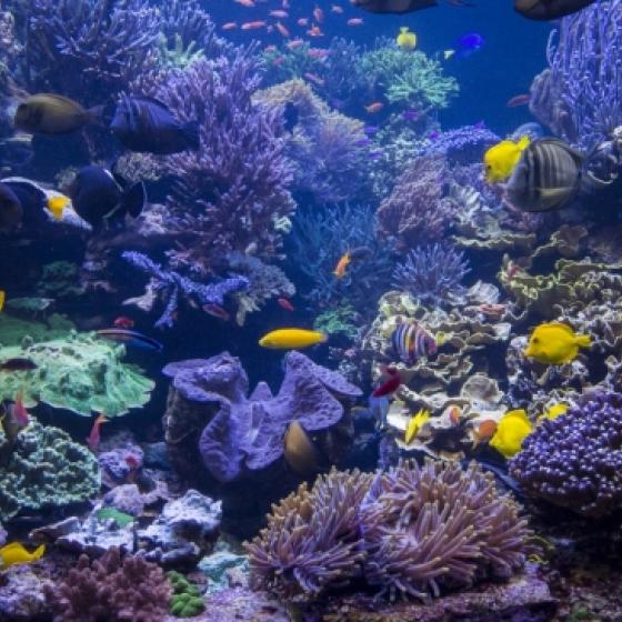 coral reef