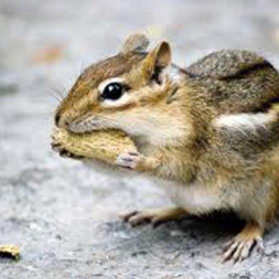 squirrel with nut in mouth